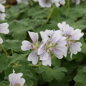 Geranium renardii ---